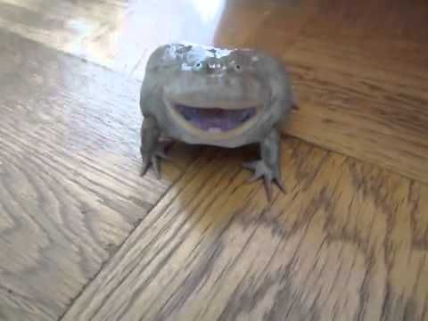 screaming frog memes